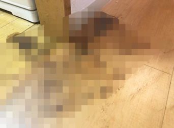 特殊清掃_東京都大田区作業前